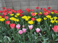 チューリップ